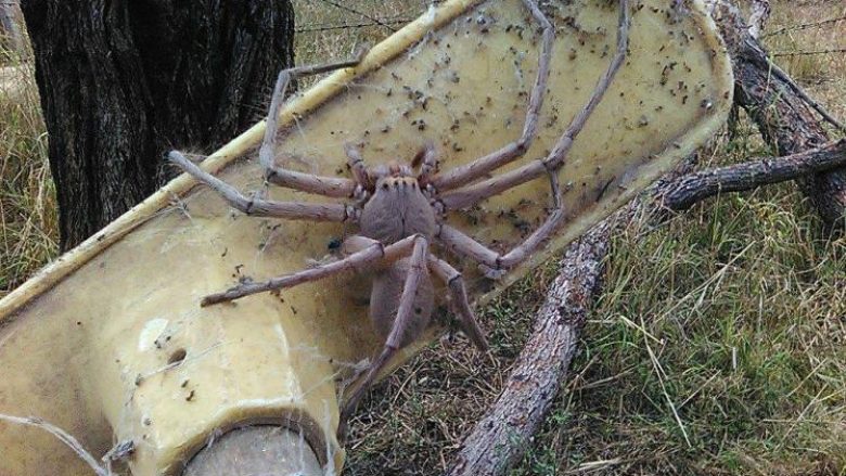 Kapet merimanga ‘gjuetare’ – më e madhja ndonjëherë (Foto)