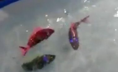 Krijohen peshq robotë, që do të zëvendësonin ata të akuariumit (Video)