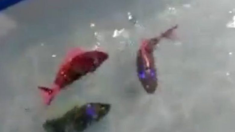 Krijohen peshq robotë, që do të zëvendësonin ata të akuariumit (Video)