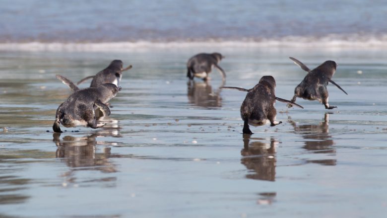 Nënkalim i veçantë për pinguinët: Në shtetet normale mendojnë edhe për sigurinë e kafshëve (Video)