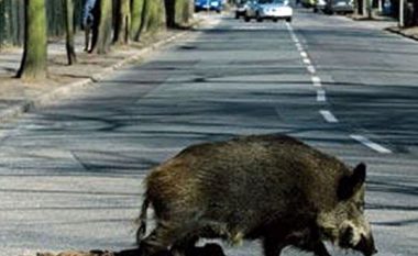 Një person nga Gostivari shkel katër derra të egër