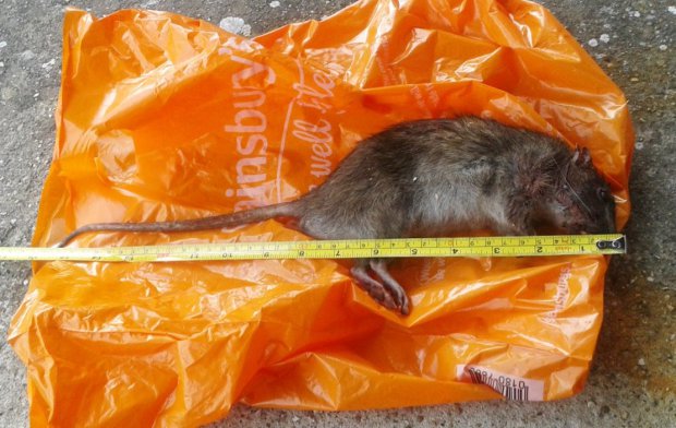 Collect picture showing a massive rat that was caught in a back garden. Gravesend, Kent. See NATIONAL story NNRAT. Residents are living in terror after an entire row of terraced houses was overrun by giant mutant rats - the size of cats. More than a dozen homes have been plagued by the massive, foot-long rodents which have been scurrying through gardens and through the adjoined lofts of the terraced properties. Mum-of-three Melissa Gillingham is terrified that the huge beasts, which are known to spread disease, may bite her young children. The huge rats' sudden appearance are believed to have been caused by a mains water supply leak in the road, in Northfleet, Kent.