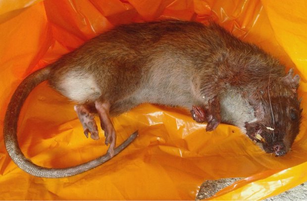 Collect picture showing a massive rat that was caught in a back garden. Gravesend, Kent. See NATIONAL story NNRAT. Residents are living in terror after an entire row of terraced houses was overrun by giant mutant rats - the size of cats. More than a dozen homes have been plagued by the massive, foot-long rodents which have been scurrying through gardens and through the adjoined lofts of the terraced properties. Mum-of-three Melissa Gillingham is terrified that the huge beasts, which are known to spread disease, may bite her young children. The huge rats' sudden appearance are believed to have been caused by a mains water supply leak in the road, in Northfleet, Kent.