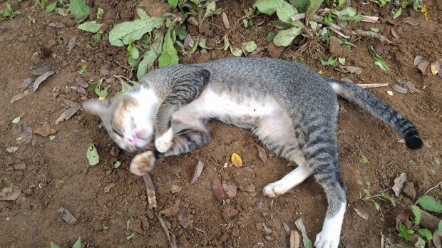 Undated photo of a cat guarding the grave of her late owner. The site has now been decorated witha blue tile grave and the cat continues to guard the site. See SWNS story SWCAT; This grieving cat misses her late owner so much she has spent a YEAR living at her GRAVE. The heartbroken moggy was first heard crying while lying in the earth at the burial plot in Central Java, Indonesia. Passer-by Keli Keningau Prayitno, 28, tried to adopt the kitty but it returned to the same spot - cuddling the small blue headstone. Remarkably, the cat walks every day to her former home where she is fed by the old lady's children - then returns to the grave.