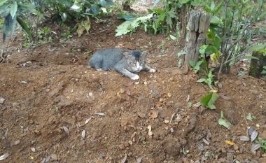Macja fle çdo natë mbi varrin e pronarit (Foto)