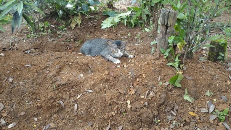 Macja fle çdo natë mbi varrin e pronarit (Foto)