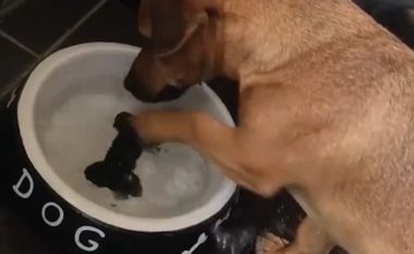 Qeni i hutuar nuk mund ta kapë ‘ashtin’ në fund të enës (Video)