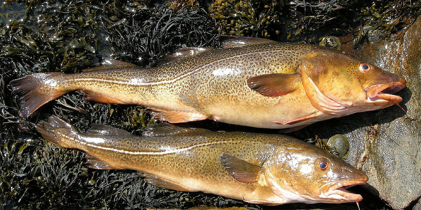saithe-pollachius-virens-stockfish-atlantic-cod-fish