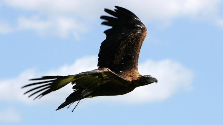 Në Australi, shqiponjat po i shkatërrojnë dronët (Foto)