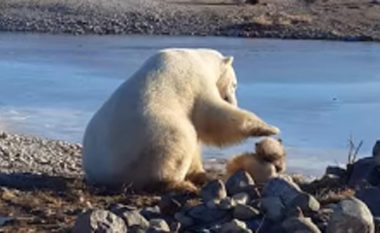 Prishet “miqësia”, ariu polar mbyt qenin (Video)