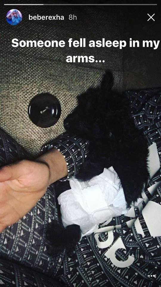Macja e Bebe Rexhës fle në krahërorin e saj. Foto nga Instagram Story