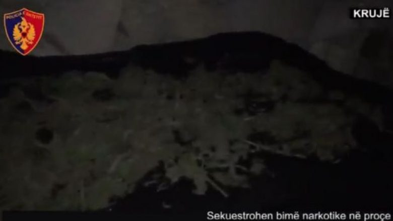 Zbulohet garazhi ku thahej kanabis në Krujë (Video)