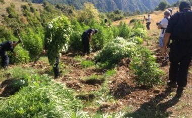 Raporti i KE-së për Shqipërinë: Sa fitohet nga trafiku i drogës dhe kush janë bosët