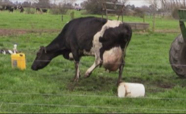 E dhimbshme: Shihni si lopa tërhiqet zvarrë nga fermeri (Video)