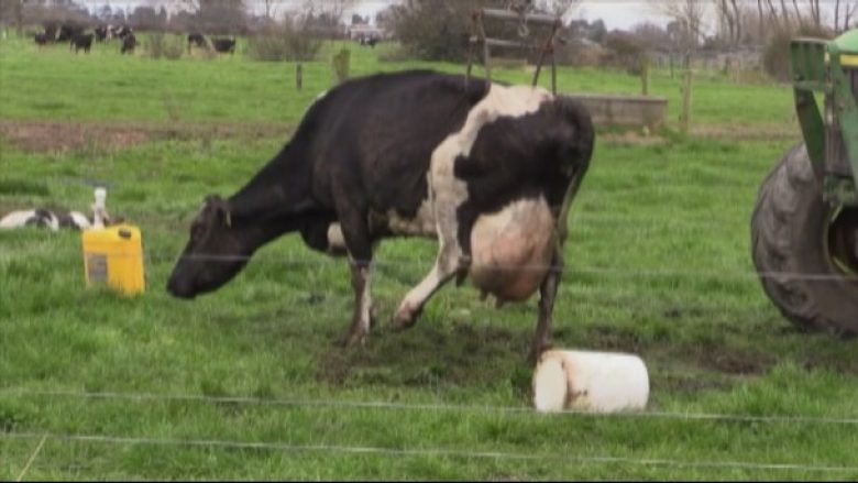 E dhimbshme: Shihni si lopa tërhiqet zvarrë nga fermeri (Video)
