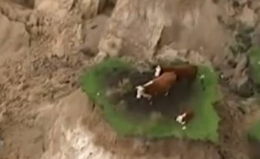 Tri lopë të bllokuara në një “ishull” pas tërmetit në Zelandë të Re (Video)