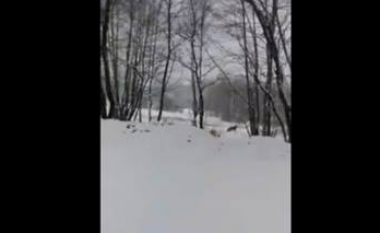 Ujku në rrugën e fshatit Kosavë të Opojës (Video)