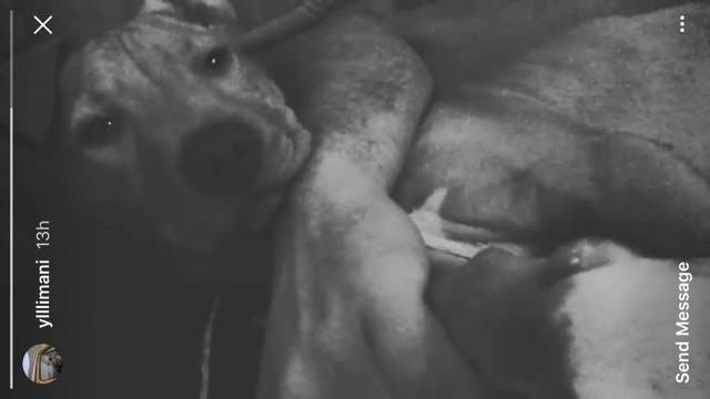 Yll Limani i shtrirë bashkë me qenin e tij në krevat. Foto nga Instagram Story.