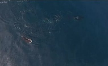 Filmohet momenti kur dy balena hanë për së gjalli peshkaqenin gjigant (Video, +16)