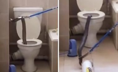 Kobra mbi dy metra del nga tualeti, shikoni çfarë ndodh (Video)