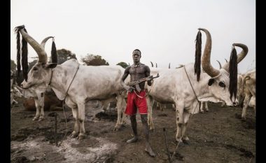 Fisi që jep jetën për lopët, u bëjnë masazh dhe lahen me urinën e tyre (Foto)