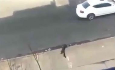 Arrest për adoleshenten që hodhi macen nga ballkoni (Video, +18)