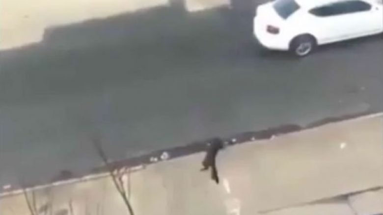 Arrest për adoleshenten që hodhi macen nga ballkoni (Video, +18)