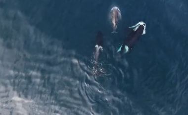 Balenat e hanë peshkaqenin gjigant, moment që rrallë mund të shihet (Video)