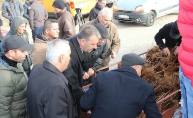 Gjilani subvencionon 40 fermerë me fidanë të mjedrës