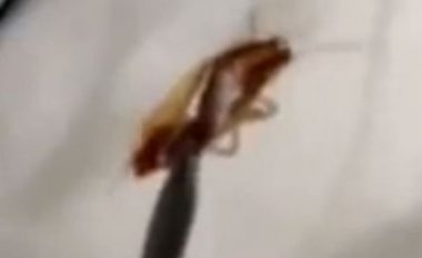 I nxirret i gjallë insekti gjigant, që i kishte hyrë në vesh derisa po flinte (Video, +18)
