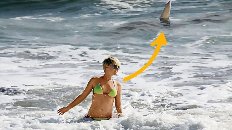 Pic shows: Simone Gutsche and the tiger shark just a few feet behind her; A blonde German model has spoken of the moment she was waving at people on the shore, unaware that they were desperately trying to tell her that a huge shark was swimming behind her. And the shocking moment was even captured on camera and shared in German media showing the huge shark with its fin poking out of the waters just behind the 34-year-old. Model Simone Gutsche said that she had been enjoying the beach and sunshine on a holiday in the American state of Florida. Gutsche, who as well as being a model is also a secretary and actress, had been spending some time relaxing at Cocoa Beach in Cape Canaveral when she decided to go into the sea. She said: "There was nobody in the water, not many people were around. I found the emptiness beautiful." She told German media she had not been concerned when people suddenly started running for the beach and added: "A couple waved to me full of excitement. Out of friendliness, I waved back." But then she became concerned that maybe things were not in order, and decided to leave the water to see what they were shouting about. She said: "The people at the beach told me that just 16 feet behind me a shark was swimming." Gutsche did not want to believe the people, until someone showed her a picture they took of the shark. She said: "I was so terrified I didn't go back into the sea again for days!" At the beaches of Cape Canaveral tiger sharks (Galeocerdo cuvier) are a common occurrence. Together with the great white shark (Carcharodon carcharias) they count as the most dangerous to people. A fully grown tiger shark can be as long as 23 feet. They often visit shallow reefs, harbours, and canals, creating the potential for deadly encounters with humans.