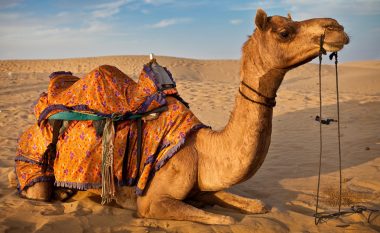 Në një regjion të Iranit, do t’ju vendosen targa edhe deveve