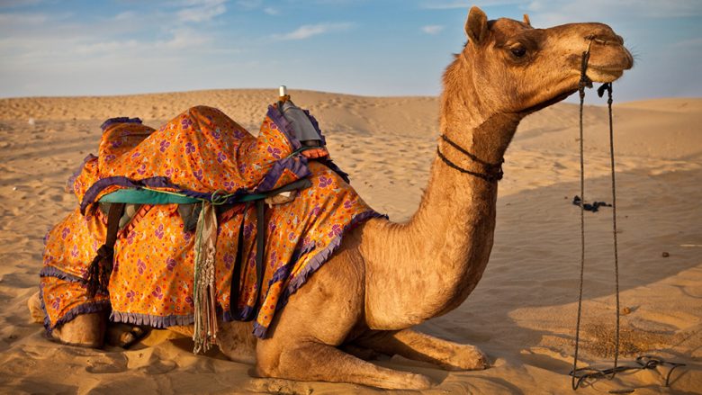 Në një regjion të Iranit, do t’ju vendosen targa edhe deveve