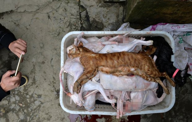 A member from an animal protection organization takes pictures of killed cats placed in a basket at a cat slaughtering spot after a legal enforcement team takes down the spot, in Chengdu, Sichuan Province, China, November 23, 2016. According to local reports, Huang Pingfu, owner of a cat slaughtering spot, sold cat meat to vendors who then resold it as wild game. Picture taken November 23, 2016. REUTERS/Stringer ATTENTION EDITORS - THIS IMAGE WAS PROVIDED BY A THIRD PARTY. EDITORIAL USE ONLY. CHINA OUT. NO COMMERCIAL OR EDITORIAL SALES IN CHINA. - RTSTS48