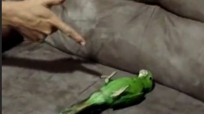 Papagalli mashtrues që shtiret i ngordhur (Video)