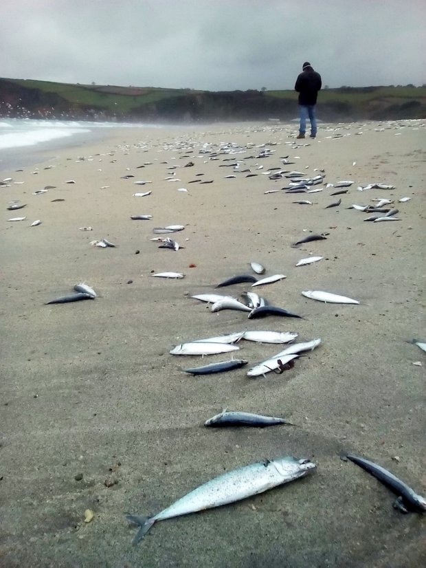 Beachgoers are baffled after thousands of dead MACKEREL washed up on the shore. See SWNS story SWMACKEREL. Photos show huge numbers of mackerel or herring lying on the sand at Pentwean Beach in Cornwall. Walkers visiting the stretch of coast on Sunday morning were greeted by the bizarre sight after they appeared on the east-facing beach on Saturday night. Edward Bol was walking his dog Max, when he saw the fish, which he reckons are mostly herring with a few mackerel.