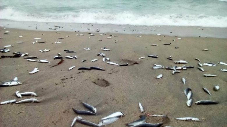 Plazhi mbushet në mënyrë misterioze me mijëra peshq të ngordhur (Foto)