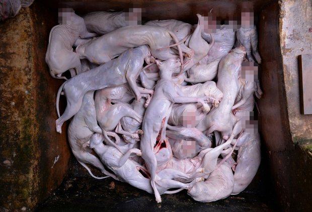 Killed cats are seen placed at a pool in a cat slaughtering spot as a legal enforcement team takes down the spot, in Chengdu, Sichuan Province, China, November 23, 2016. According to local reports, Huang Pingfu, owner of a cat slaughtering spot, sold cat meat to vendors who then resold it as wild game. Picture taken November 23, 2016. REUTERS/Stringer ATTENTION EDITORS - THIS IMAGE WAS PROVIDED BY A THIRD PARTY. EDITORIAL USE ONLY. CHINA OUT. NO COMMERCIAL OR EDITORIAL SALES IN CHINA. - RTSTS47