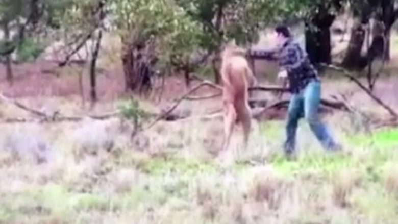 Qëlloi me grusht kangurin, sepse ia kishte kapur qenin dhe nuk e lëshonte (Video)