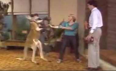Rishfaqet filmimi i vitit 1982, ku kanguri rrah keq stërvitësit në emision televiziv (Video)