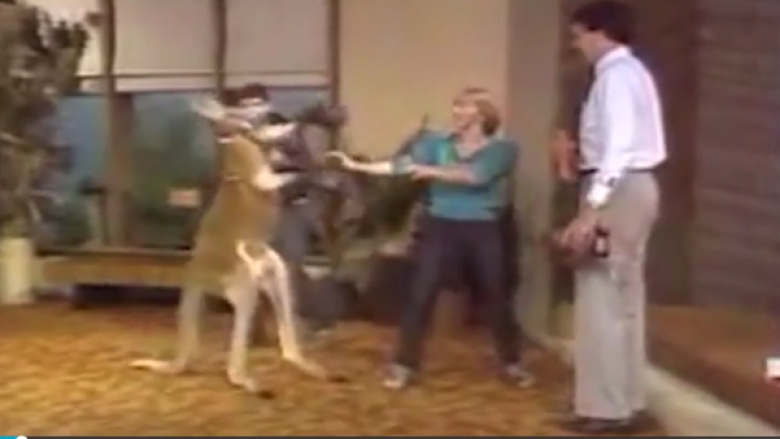 Rishfaqet filmimi i vitit 1982, ku kanguri rrah keq stërvitësit në emision televiziv (Video)