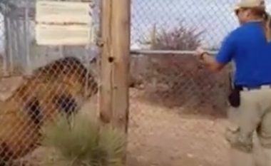 Stërvitësi i kafshëve kërcen nga frika, duke menduar se luani doli nga kafazi (Video)