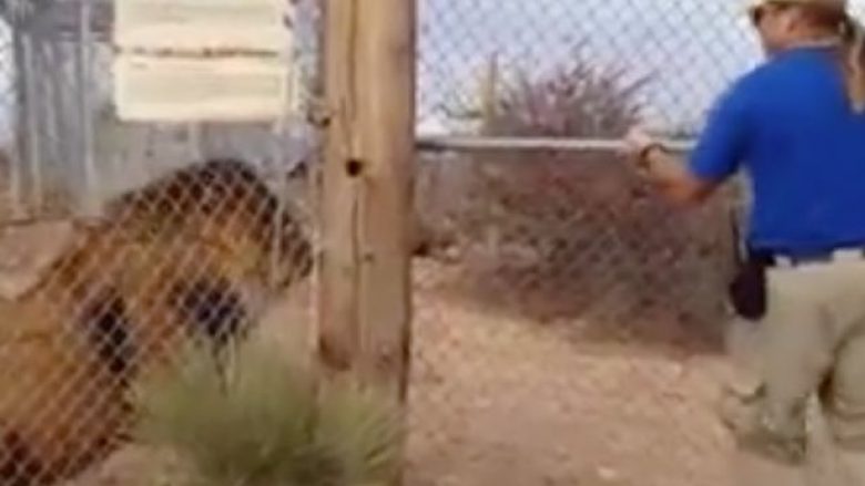 Stërvitësi i kafshëve kërcen nga frika, duke menduar se luani doli nga kafazi (Video)