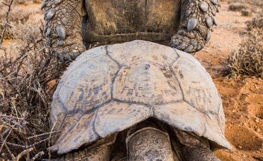 Breshka më e lumtur në botë: Shihni si e përjeton seksin (Foto)