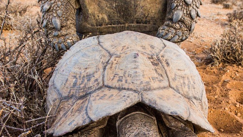 Breshka më e lumtur në botë: Shihni si e përjeton seksin (Foto)