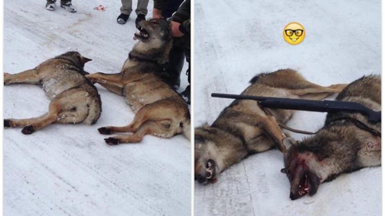 Çfarë po ndodhë me kafshët e egra në Malet e Sharrit, është e dhimbshme! (Foto)