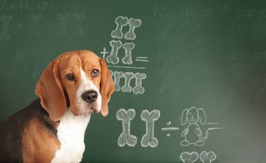 Siç duket, edhe qentë dinë të zgjidhin detyra matematikore…