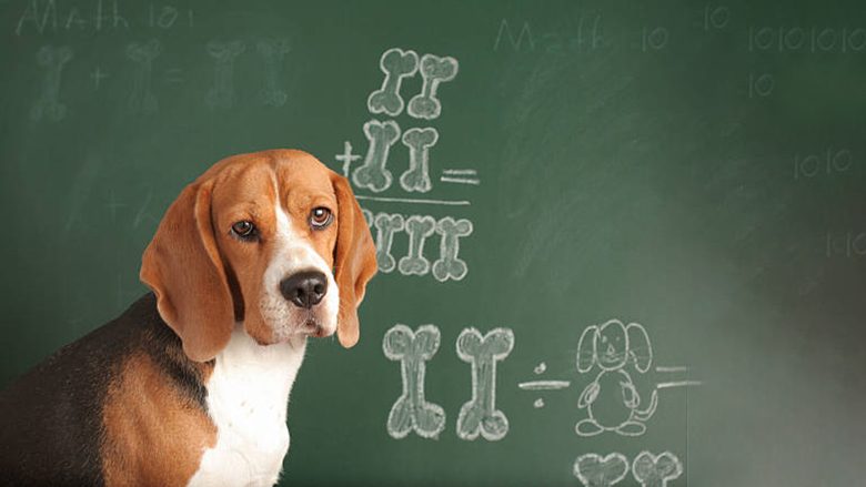 Siç duket, edhe qentë dinë të zgjidhin detyra matematikore…