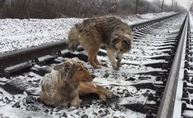 Qeni qëndron dy ditë në të ftohtë, vetëm për ta mbrojtur “mikun” e plagosur (Video)