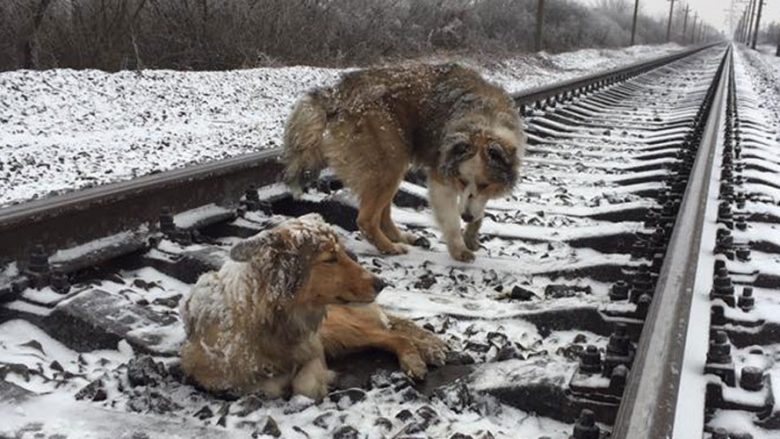 Qeni qëndron dy ditë në të ftohtë, vetëm për ta mbrojtur “mikun” e plagosur (Video)